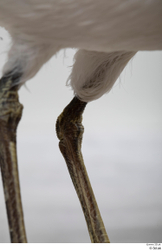 Leg Bird Animal photo references